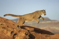 /album/blog-sobre-animais/images-3-jpg/